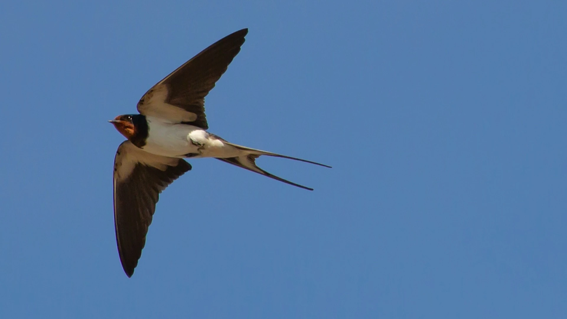 L Hirondelle Symbolisme