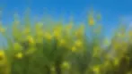ree