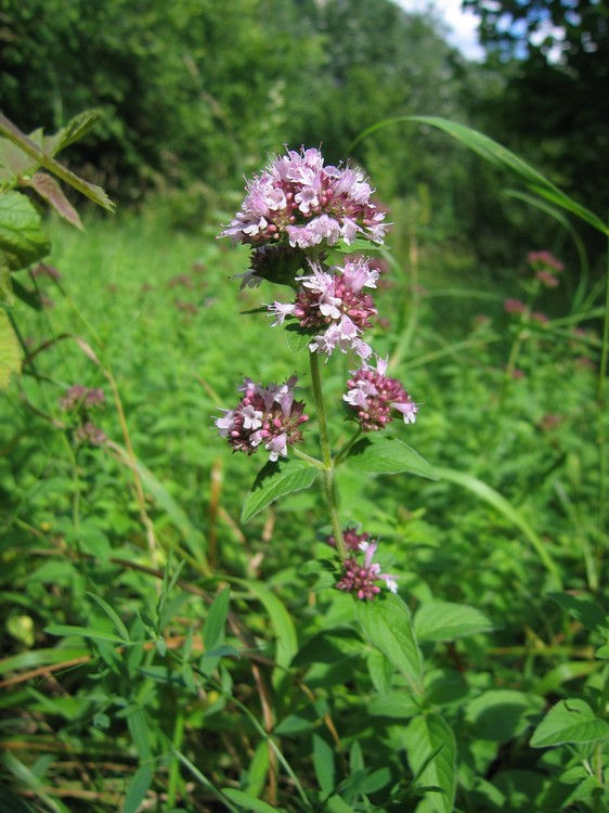 La Marjolaine symbolisme