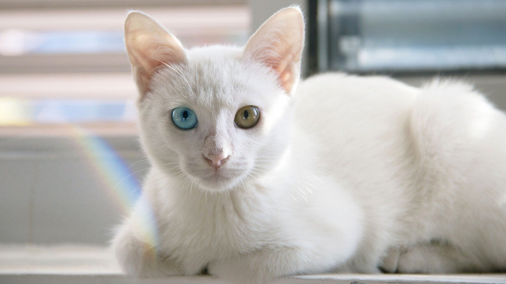 Le Chat Symbolisme Le Chat Symbolisme