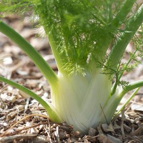 Le Fenouil