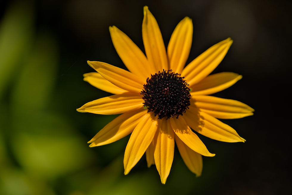 Rudbeckie