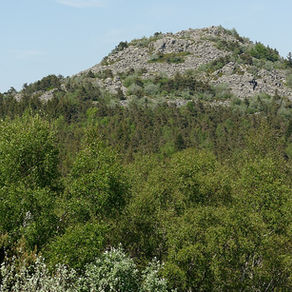 La Forêt du Lizieux
