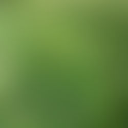 La Glycérie flottante