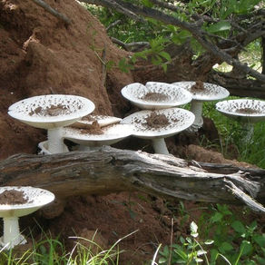 Le Champignon des termites