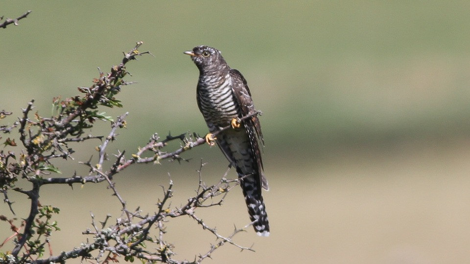 Le Coucou Oiseau Symbolisme Le Coucou Oiseau Symbolisme