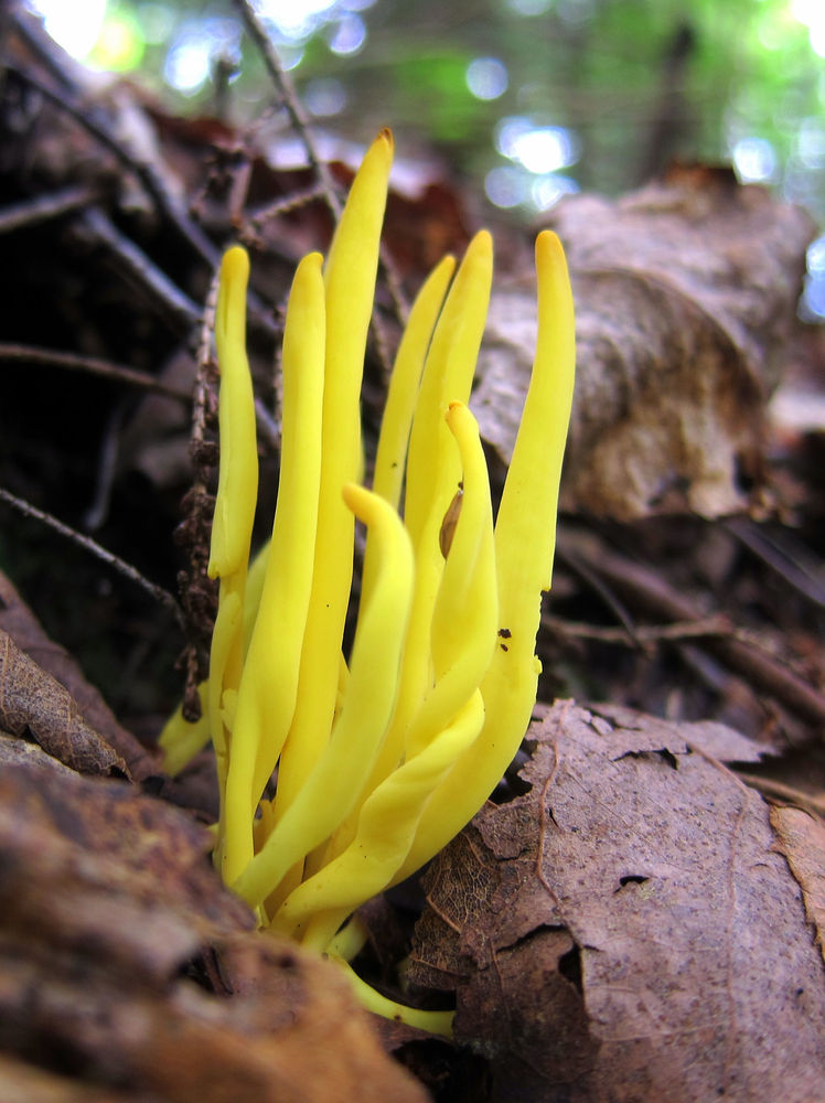 La Clavaire jaunâtre symbolisme