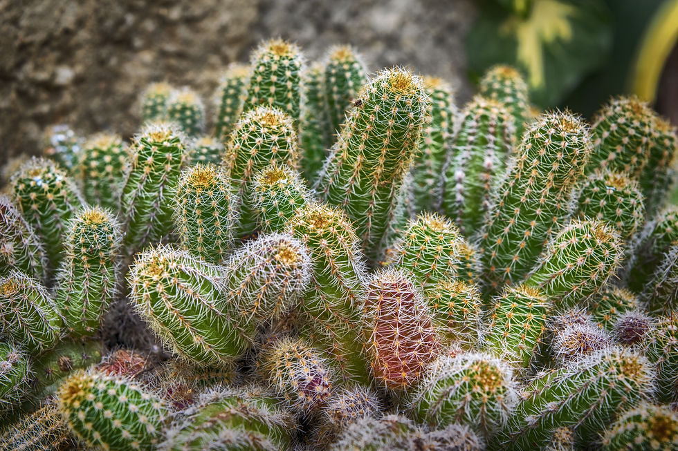 Cactus