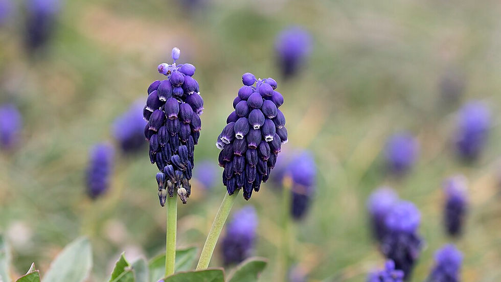Muscari