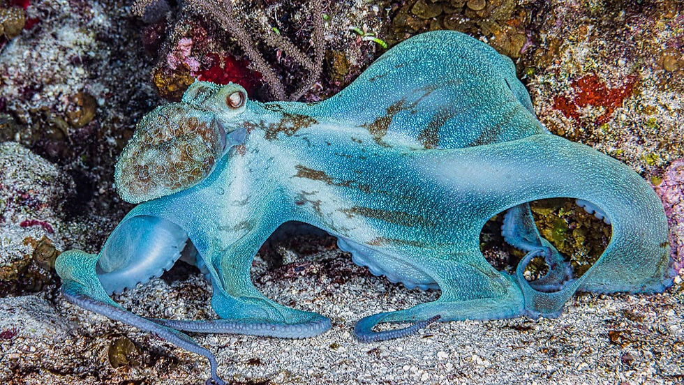 ree