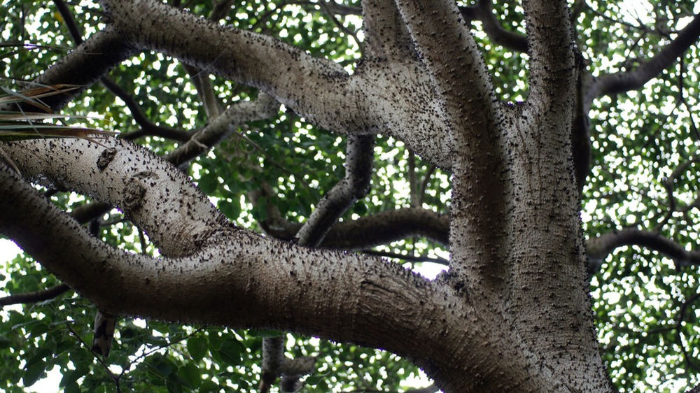 L'Arbre bombardier symbolisme