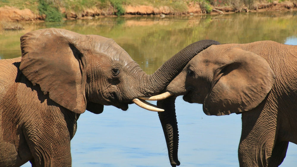 Espérance De Vie D Un éléphant L'éléphant