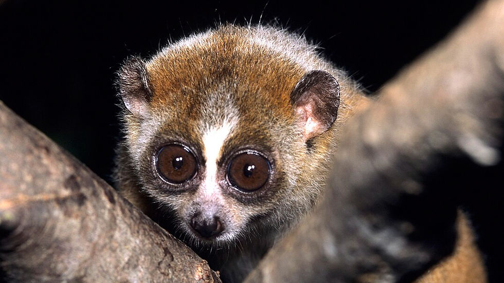 Nycticèbe