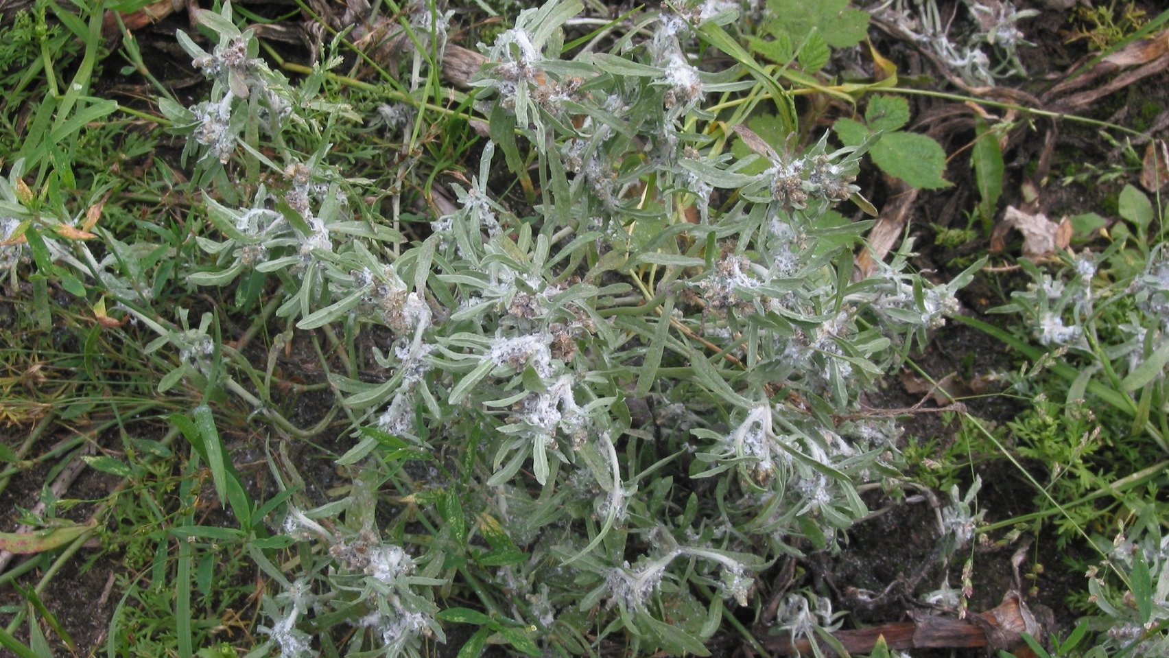 Трава Иссоп Фото И Где Растет — Картинки фотографии