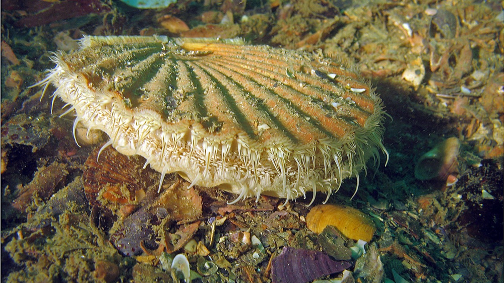 La coquille SaintJacques symbolisme