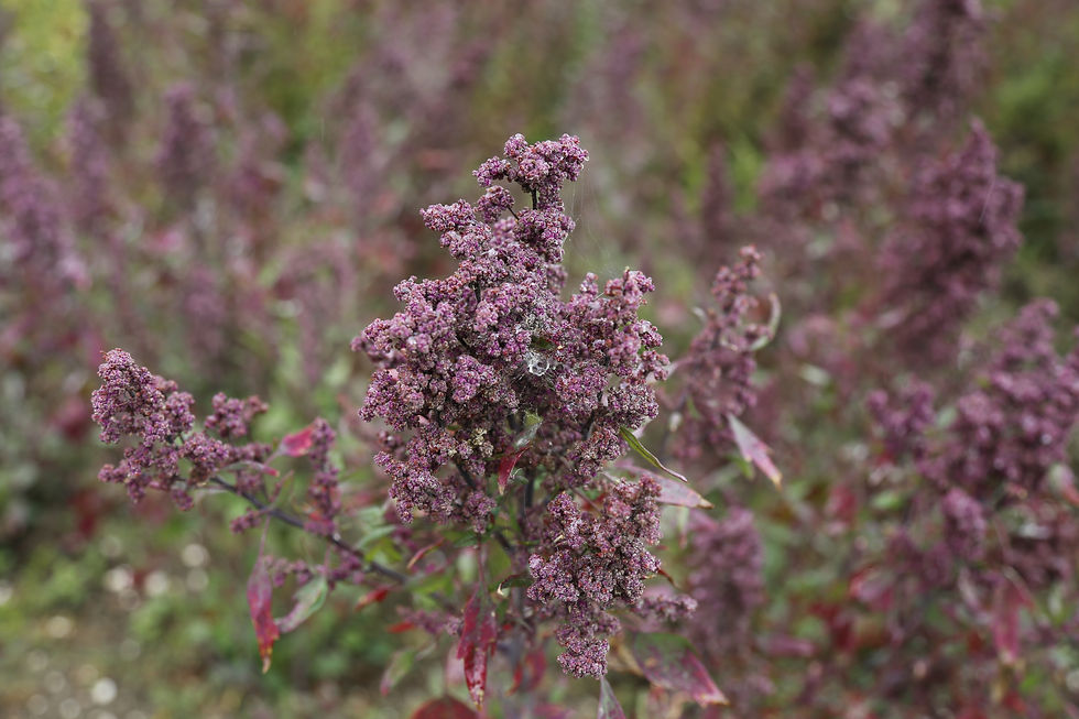 Quinoa