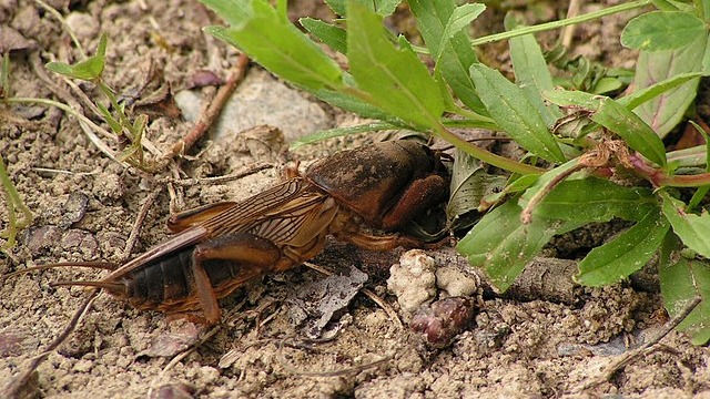 La Courtilière symbolisme
