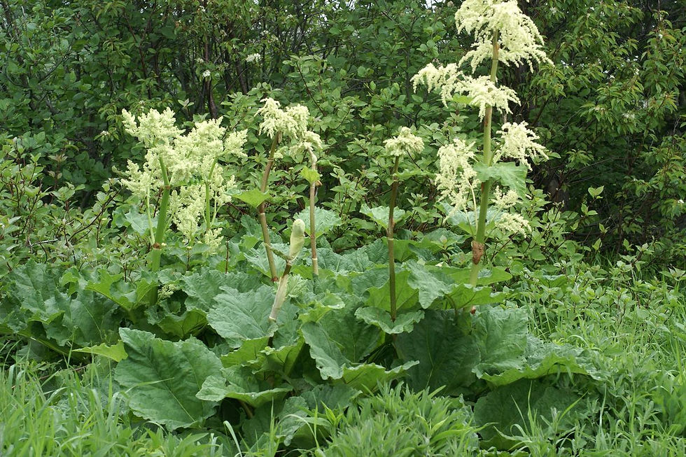 Rhubarbe