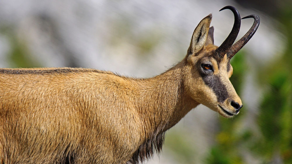 Le Chamois et l'Isard symbolisme