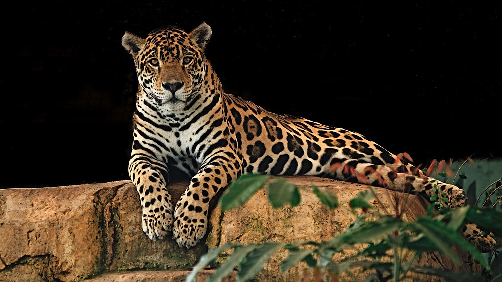 Jaguar la culture