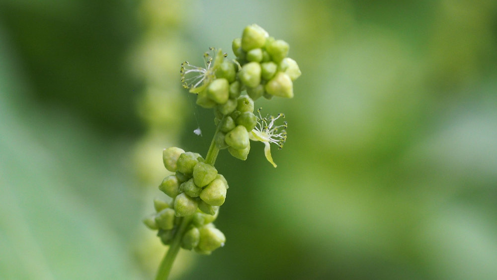 La Mercuriale symbolisme