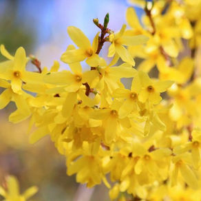 Le Forsythia