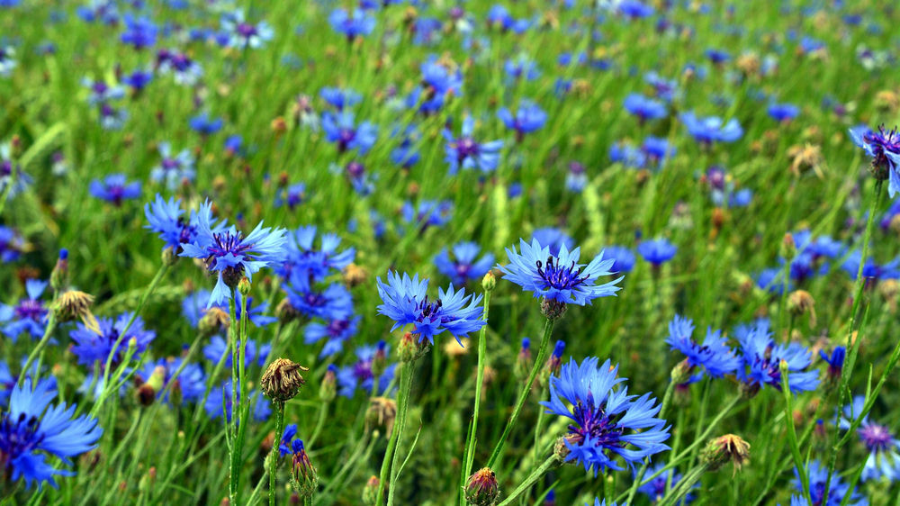 Le Bleuet symbolisme
