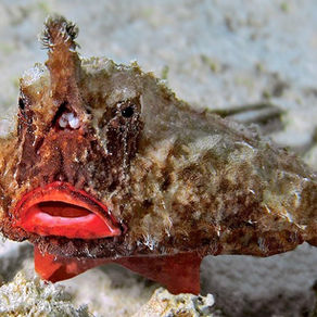 Le Poisson chauve-souris