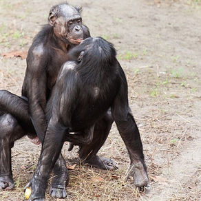 Le Bonobo