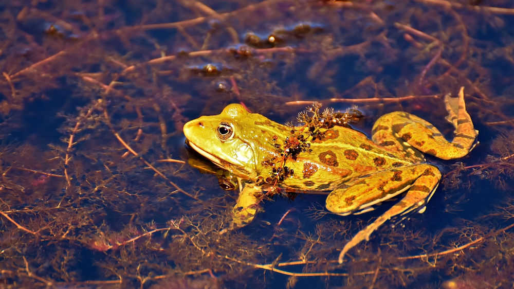 La Grenouille symbolisme