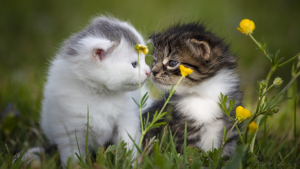 Le Chat Symbolisme Le Chat Symbolisme