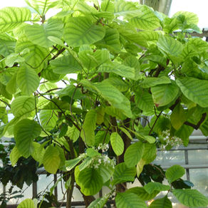 Le Quinquina