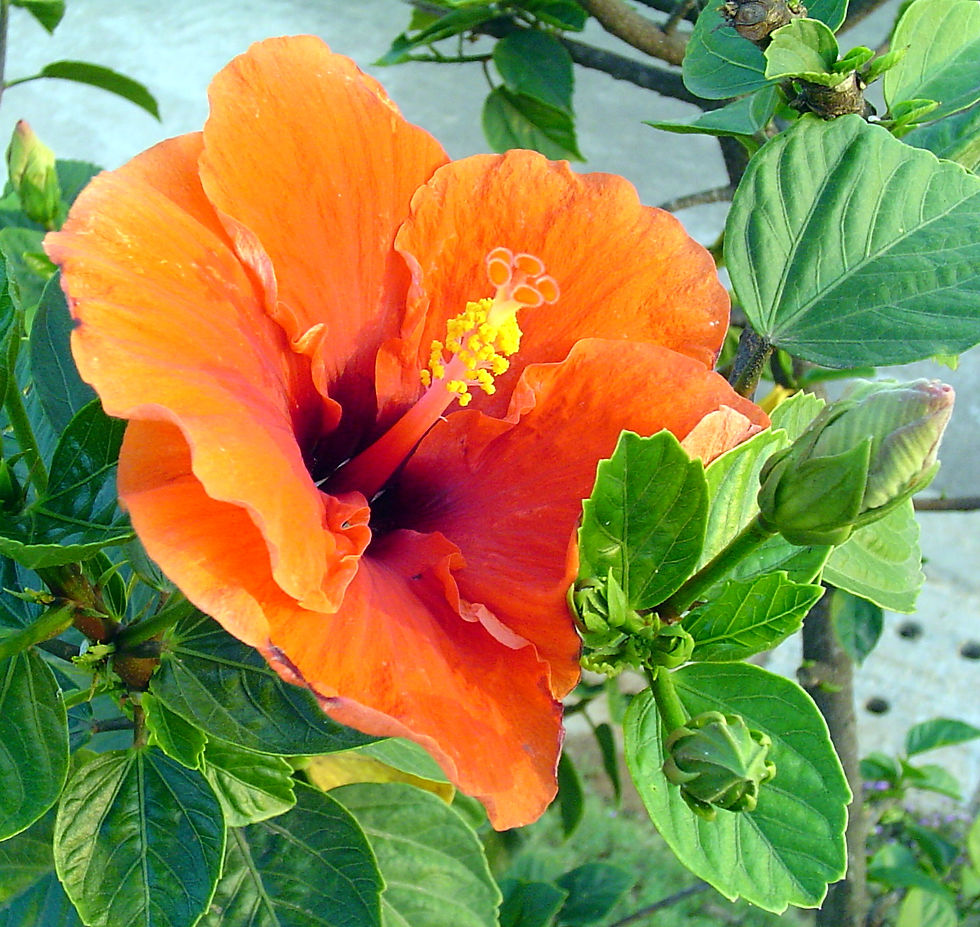 Hibiscus
