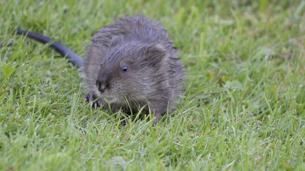 Le Rat musqué symbolisme