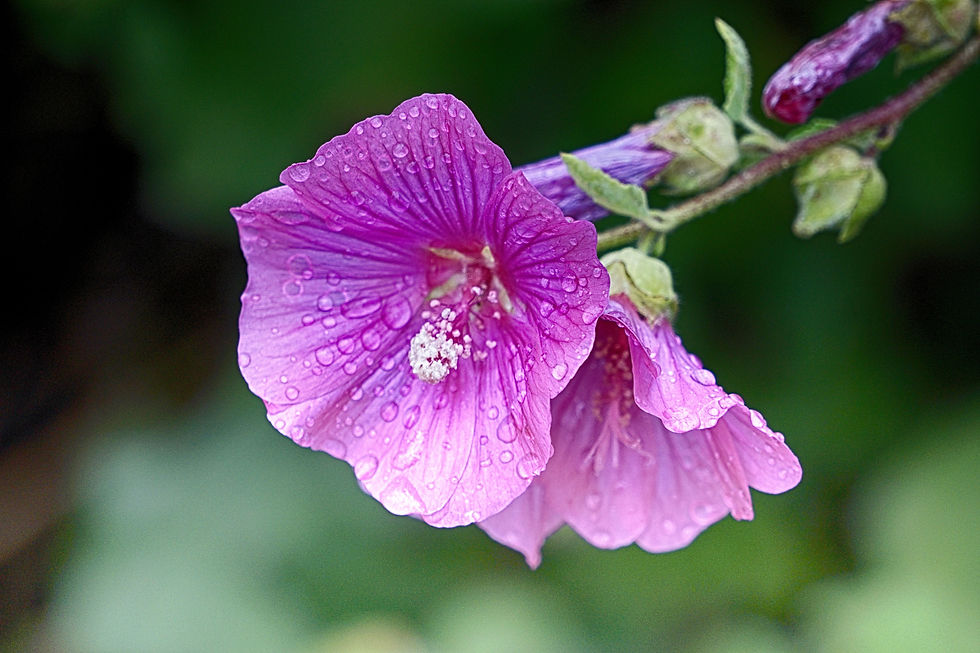Rose trémière