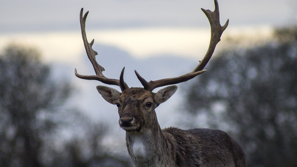 le cerf symbolisme