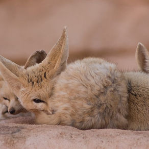 Le Fennec