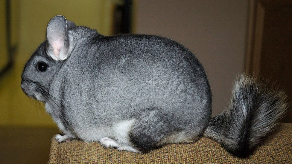 Le Chinchilla