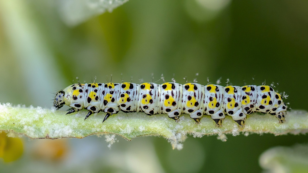 La Chenille Symbolisme La Chenille Symbolisme
