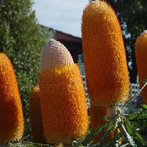 Le Banksia