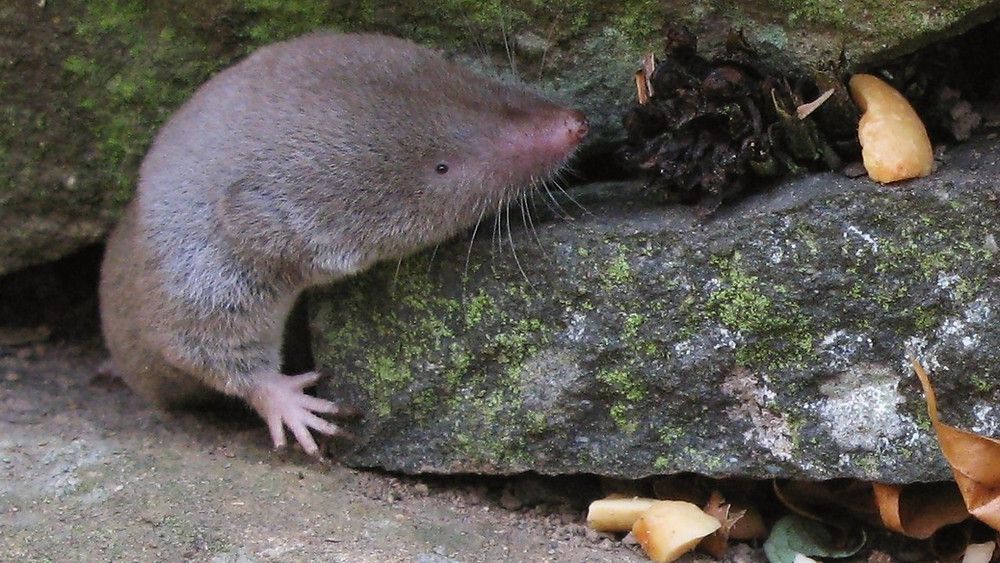 La Musaraigne Symbolisme