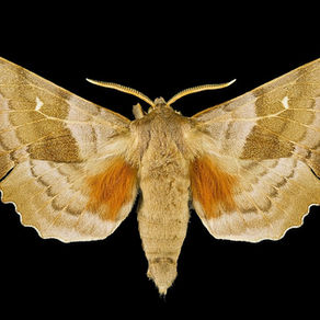Le Sphinx (papillon)