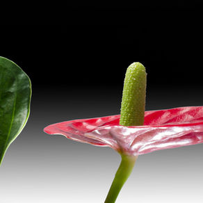 L'Anthurium