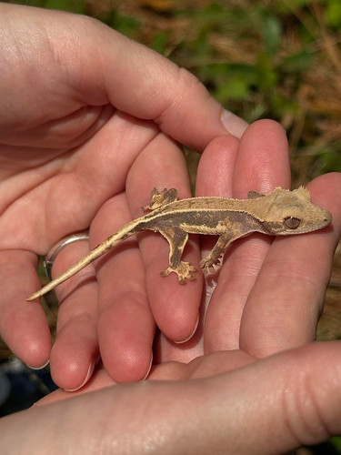 Lilly white crested gecko A-4 | WFA&E