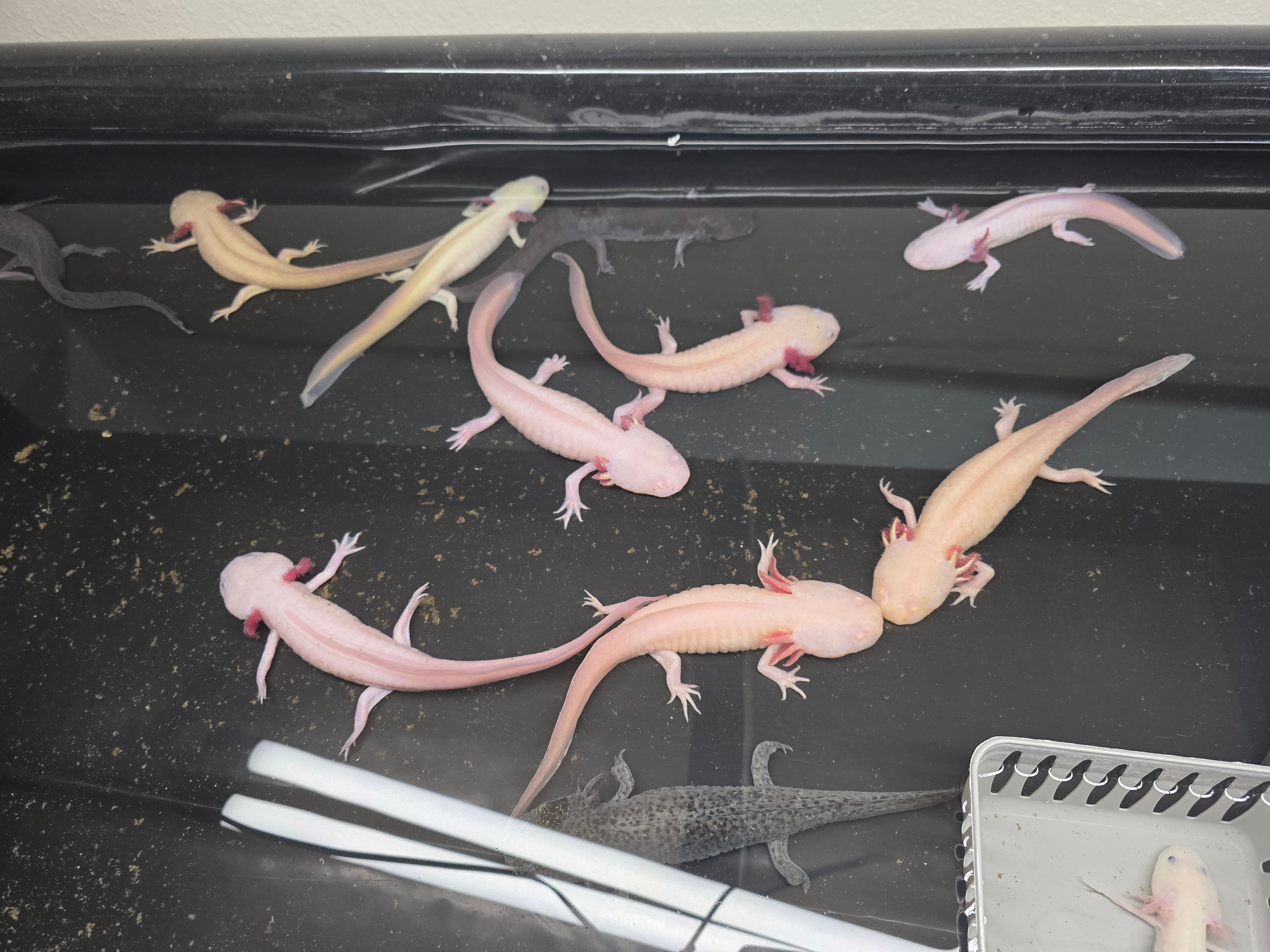 Rescue Adult Axolotls