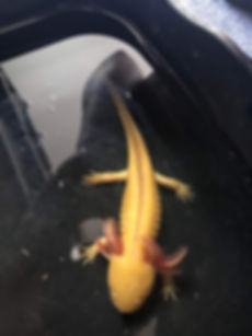 Golden Albino Axolotl 