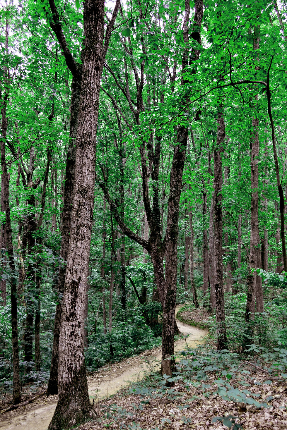 Trail