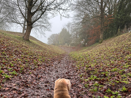 Why now is the time to be in the best shape we can. Your dog's health and your health looking forward.