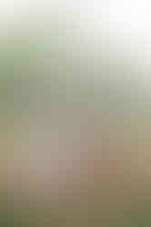 Southern Ontario Photographer-Guelph, Kitchener, Toronto, Woodstock-Lily Kydd Photography-