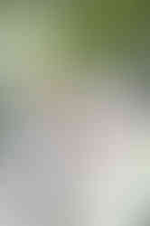 Southern Ontario Photographer-Guelph, Kitchener, Toronto, Woodstock-Lily Kydd Photography-